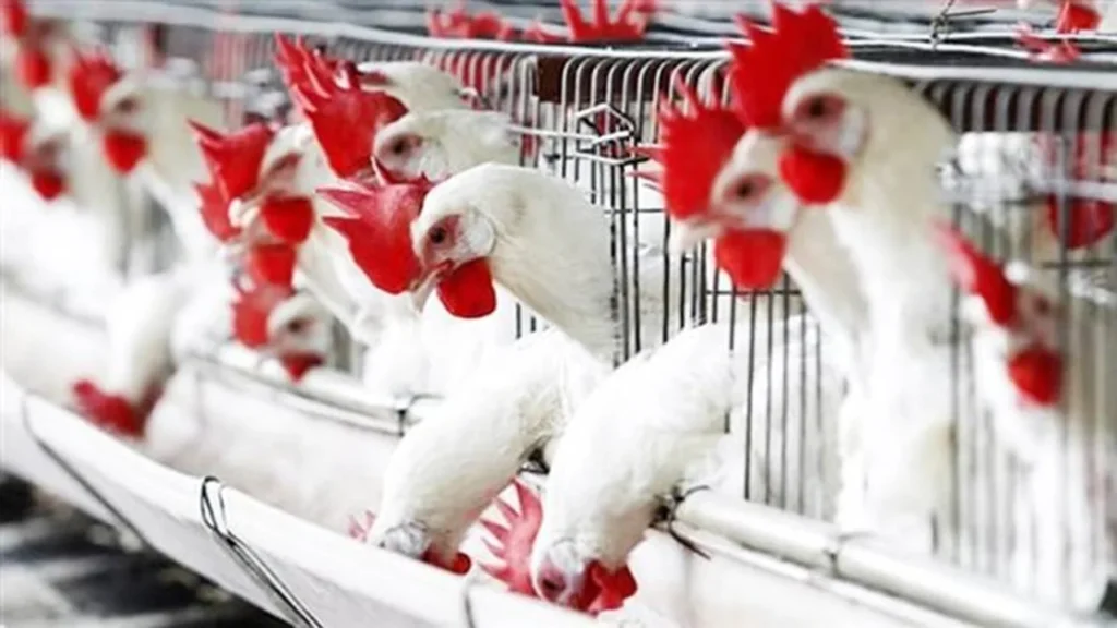 أسعار بورصة الدواجن والبيض تسجل 99 جنيهًا للبيضاء في تعاملات الإثنين